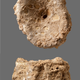 Eel vertebrae.